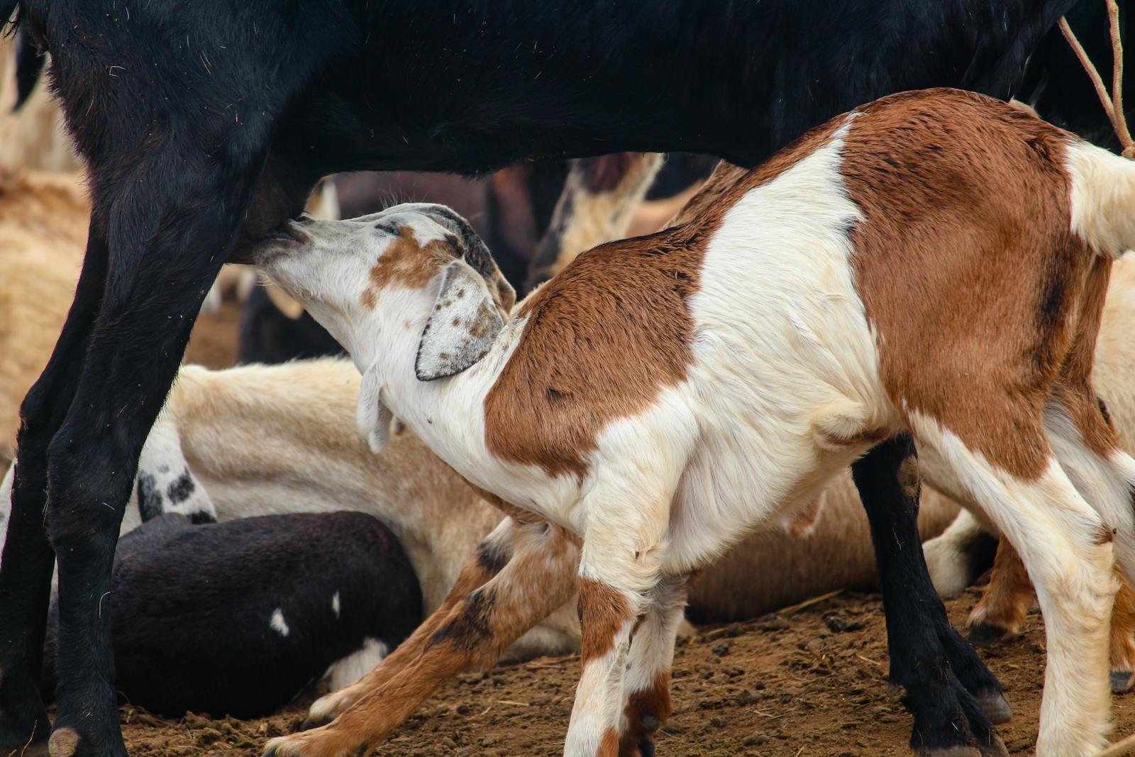 Calf Drinking Milk on Mother Cow